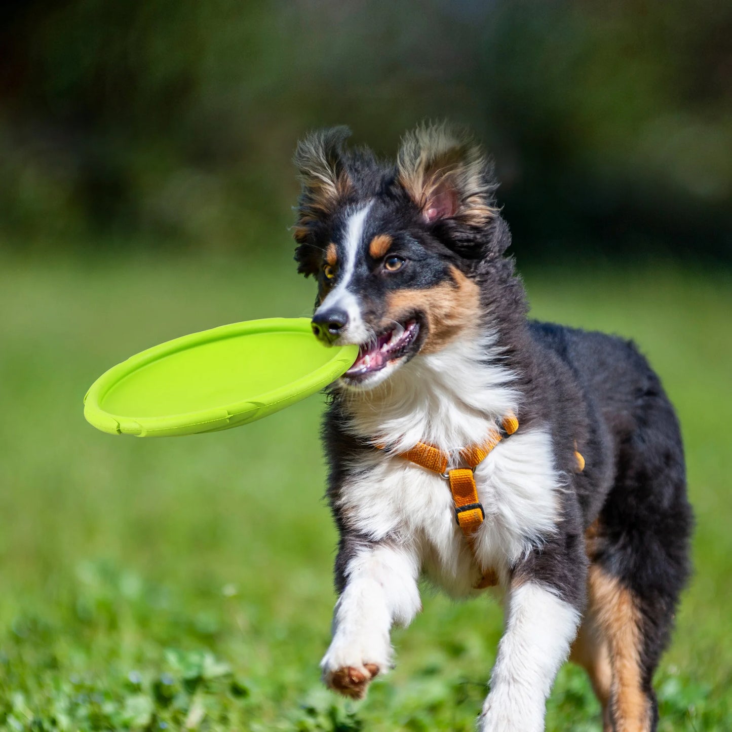 Dog Flying Disc Natural Rubber Floating Saucer Toy For Water